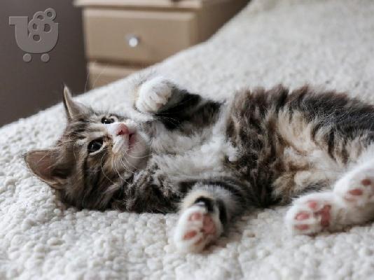 PoulaTo: Norwegian Forest X Ragdoll Kittens